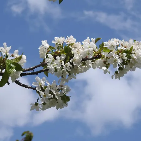 Casas Arbillas Arenas de San Pedro